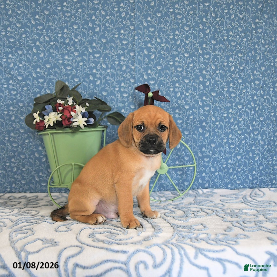 Puggle dogs for sale: Kasper - Ad 5