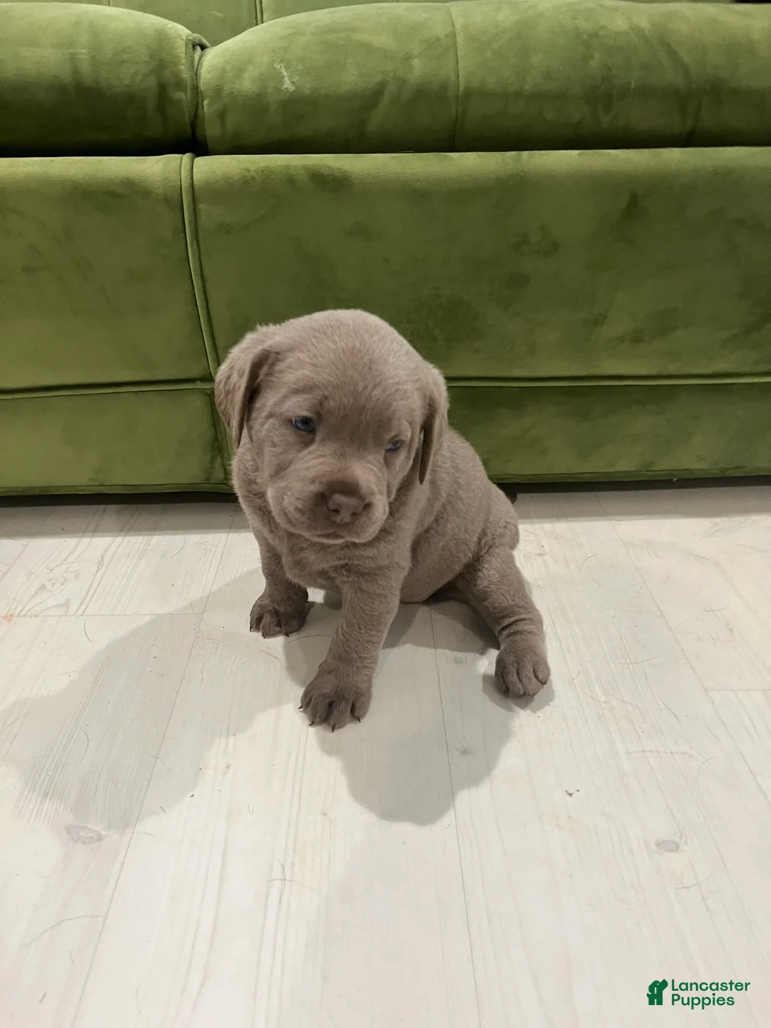 Labrador Retriever dogs for sale: Dixie - Ad 2