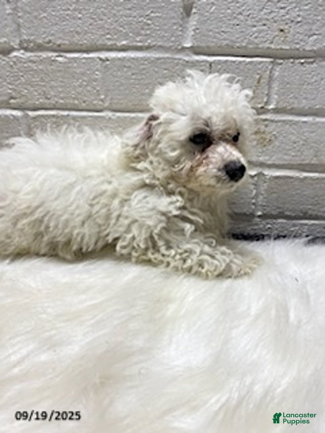 Bichon Frise dogs for sale: Randy - Ad 8