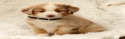 Australian Shepherd dogs for sale: Lainey - Ad 8