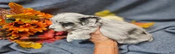Maltipoo dogs for sale: Jazz - Ad 5
