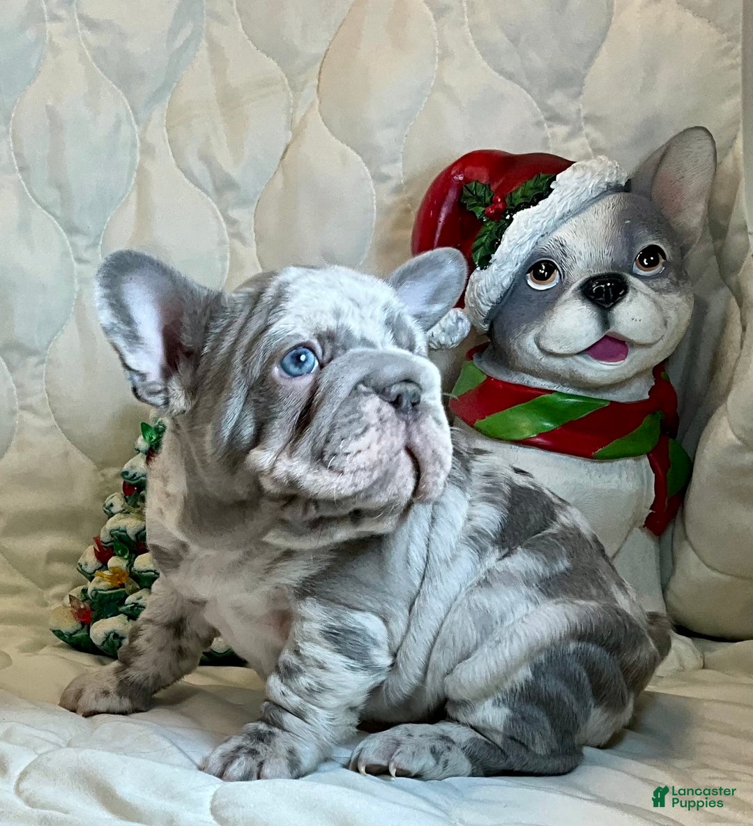 French Bulldog dogs for sale: Garmin - Ad 10