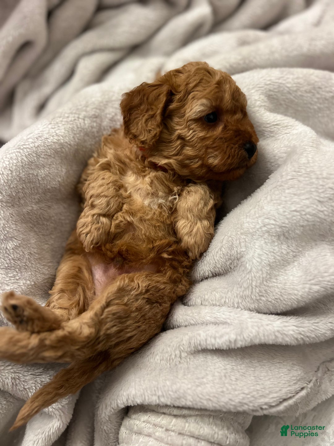 Toy Poodle dogs for sale: Raphael - Ad 3