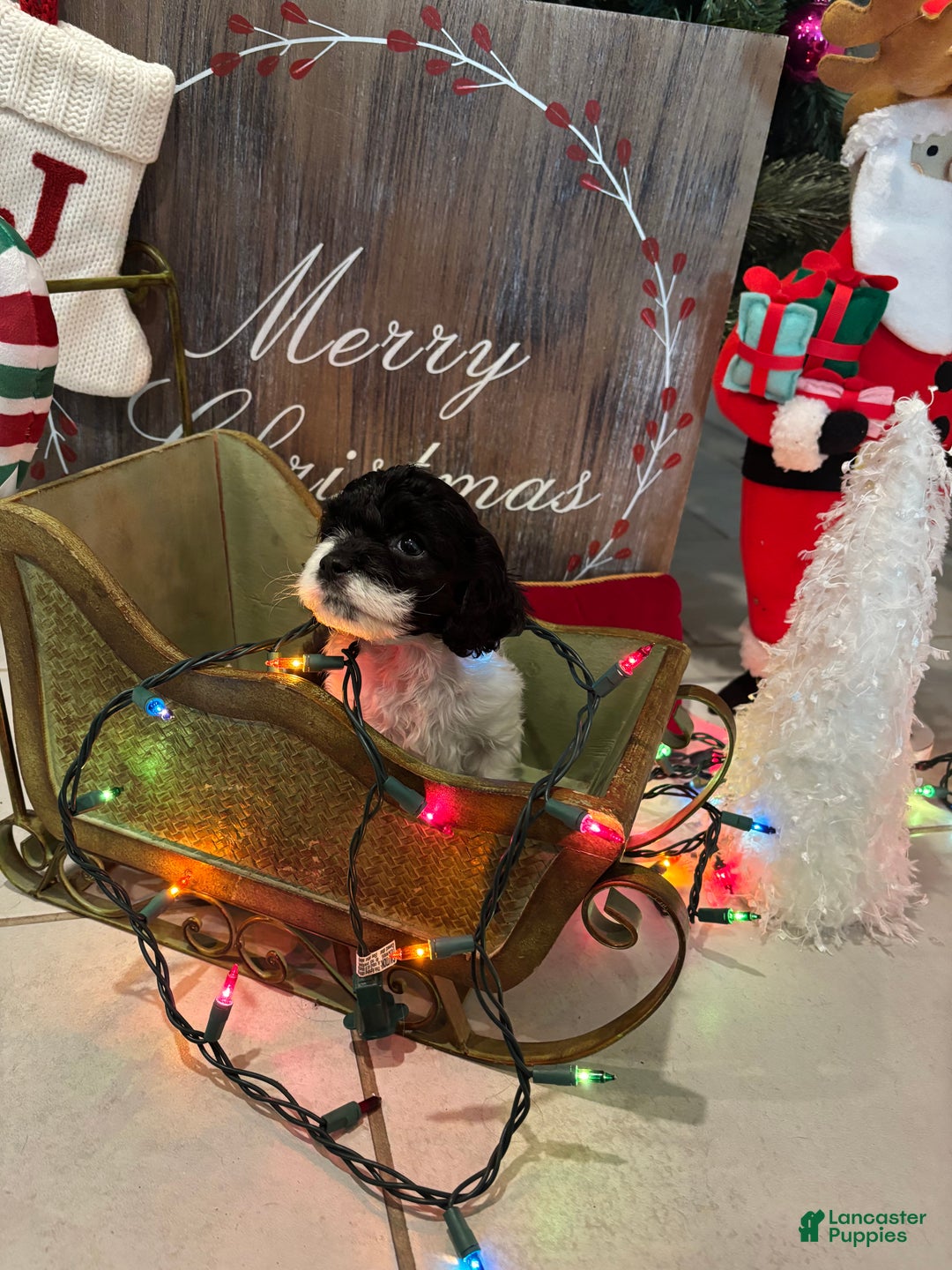 Cockapoo dogs for sale: Cockapoo Puppy 3 - Ad 2