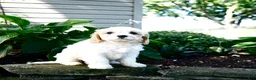 Cavachon dogs for sale: Laya - Ad 3