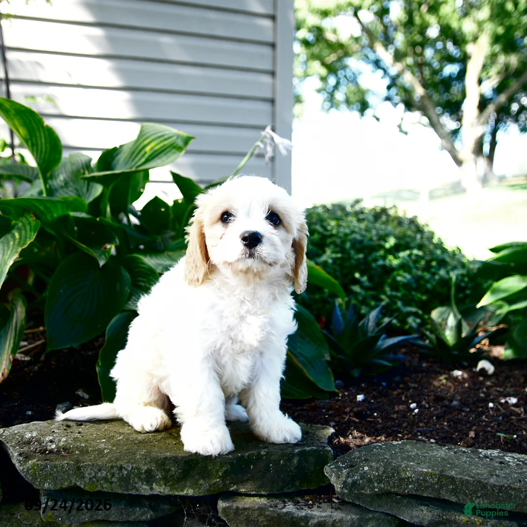 Cavachon dogs for sale: Laya - Ad 3