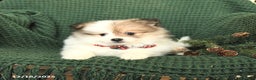 Pomeranian dogs for sale: Bethany - Ad 5