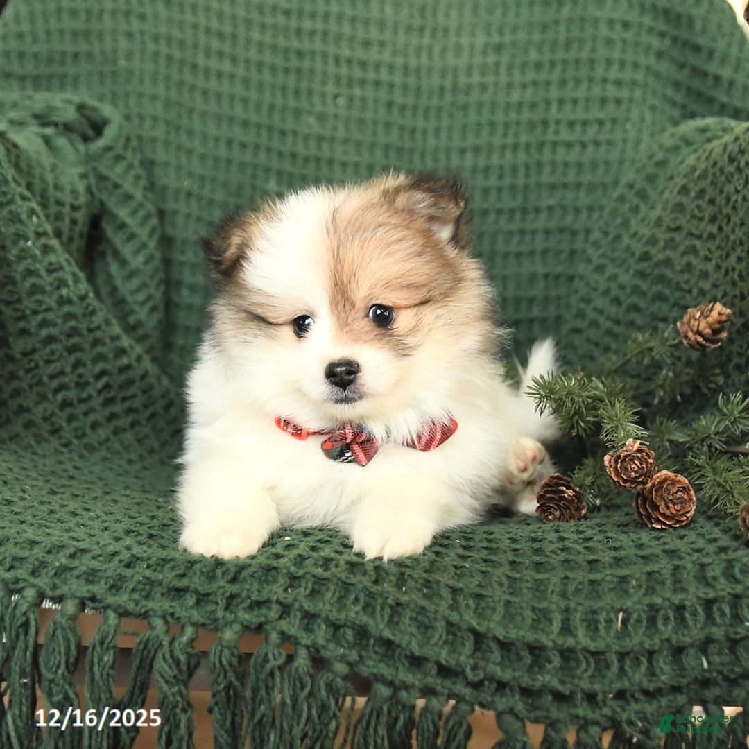 Pomeranian dogs for sale: Bethany - Ad 5