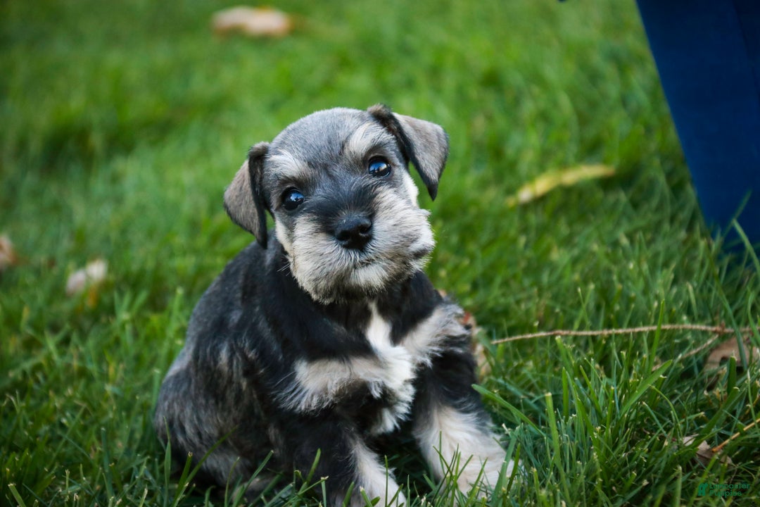 Miniature Schnauzer dogs for sale: Noelle - Ad 8