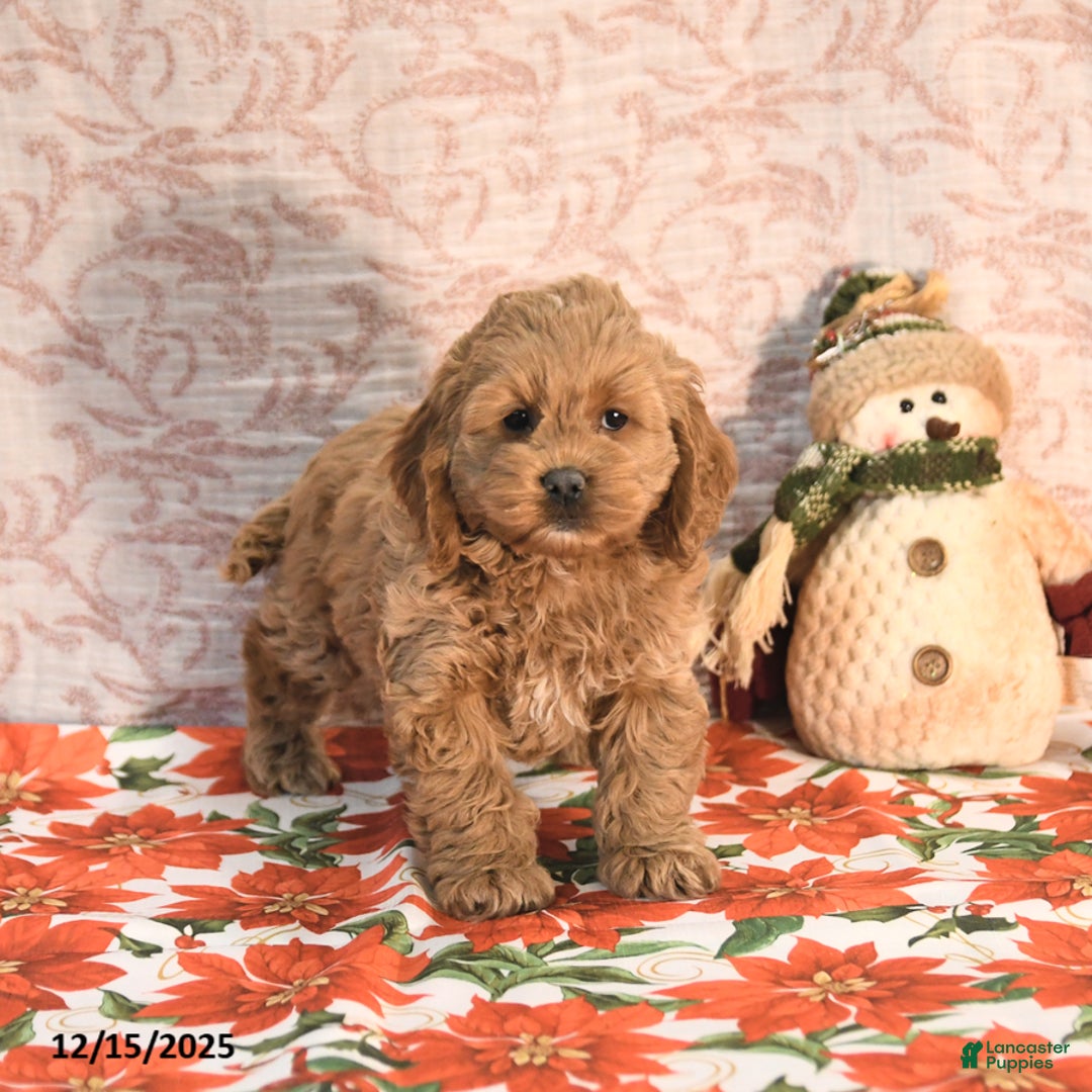 Cockapoo dogs for sale: Julie  - Ad 4