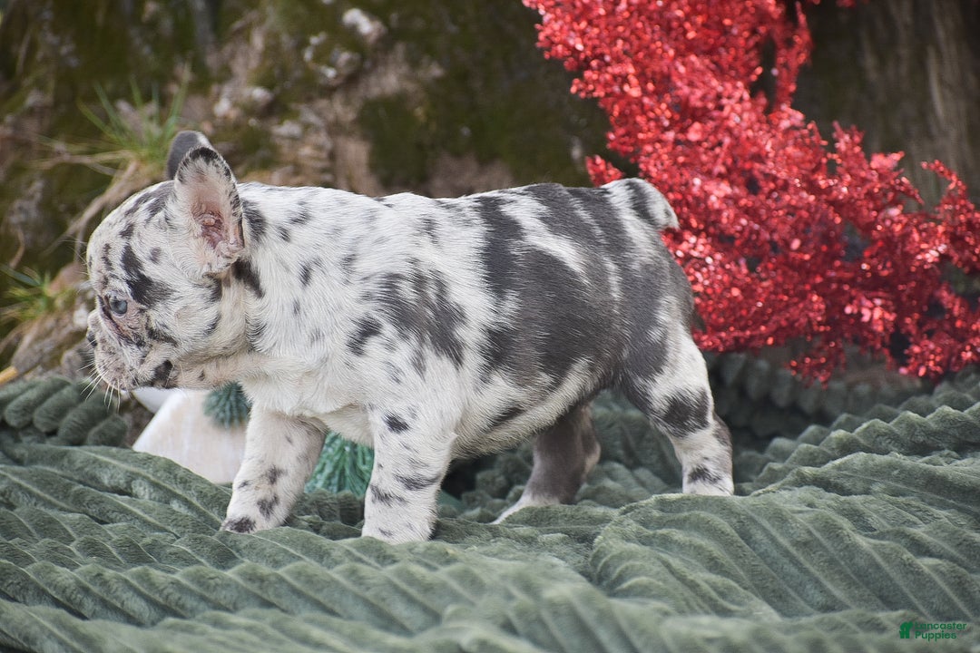 French Bulldog dogs for sale: Nadia - Ad 5