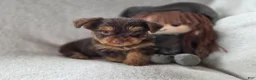 Yorkshire Terrier dogs for sale: Gabby  - Ad 5