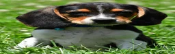 Beagle dogs for sale: Valen - Ad 1