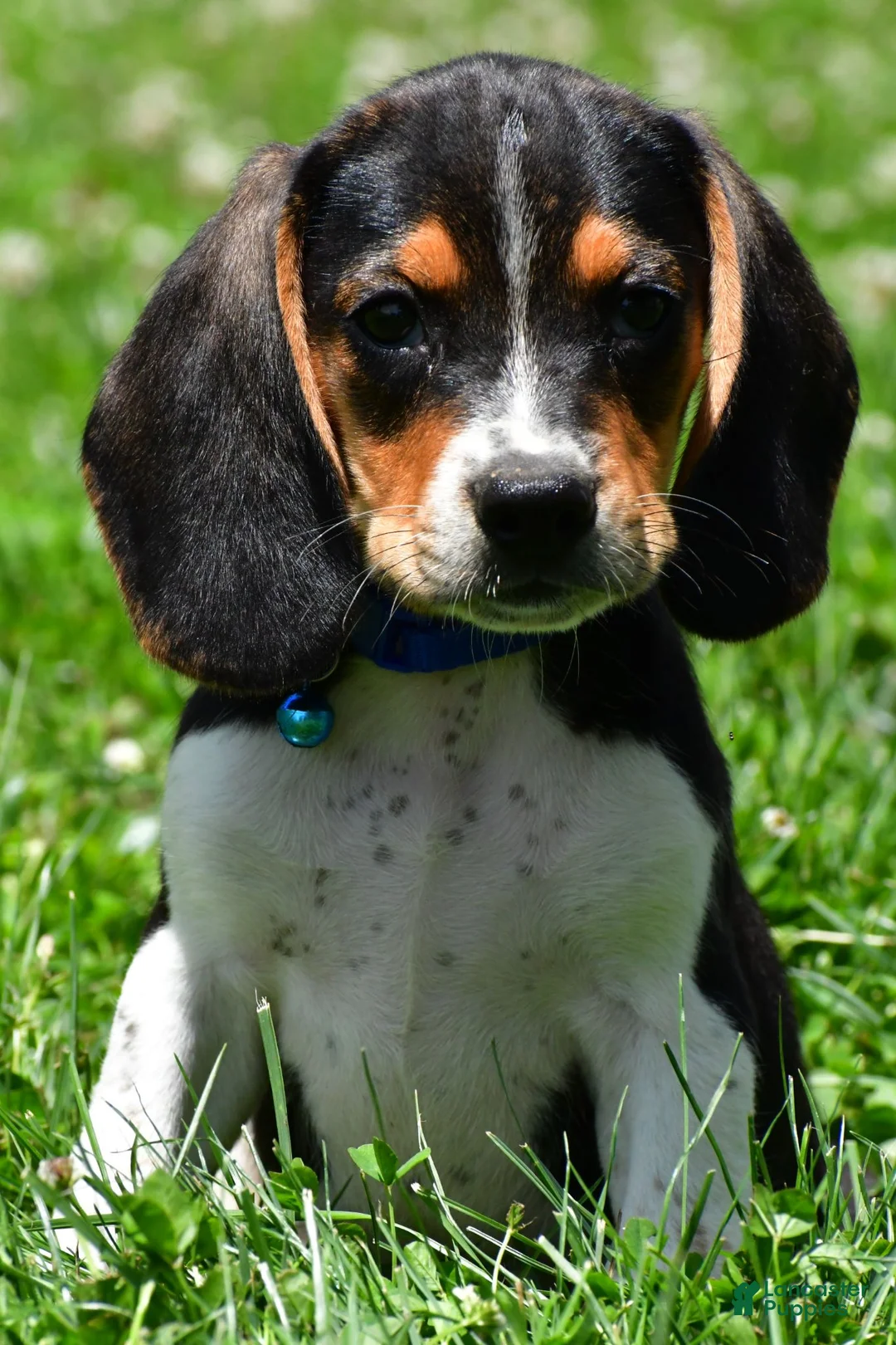 Beagle dogs for sale: Valen - Ad 1