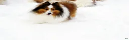 Shetland Sheepdog dogs for sale: Buckeye - Adult - Ad 5