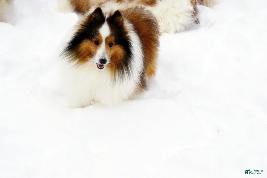 Shetland Sheepdog dogs for sale: Buckeye - Adult - Ad 5
