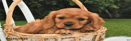 Beaglier dogs for sale: Copper - Ad 3