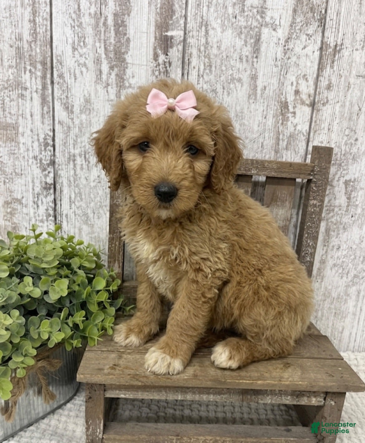 Goldendoodle dogs Goldendoodle 2 - Ad 1