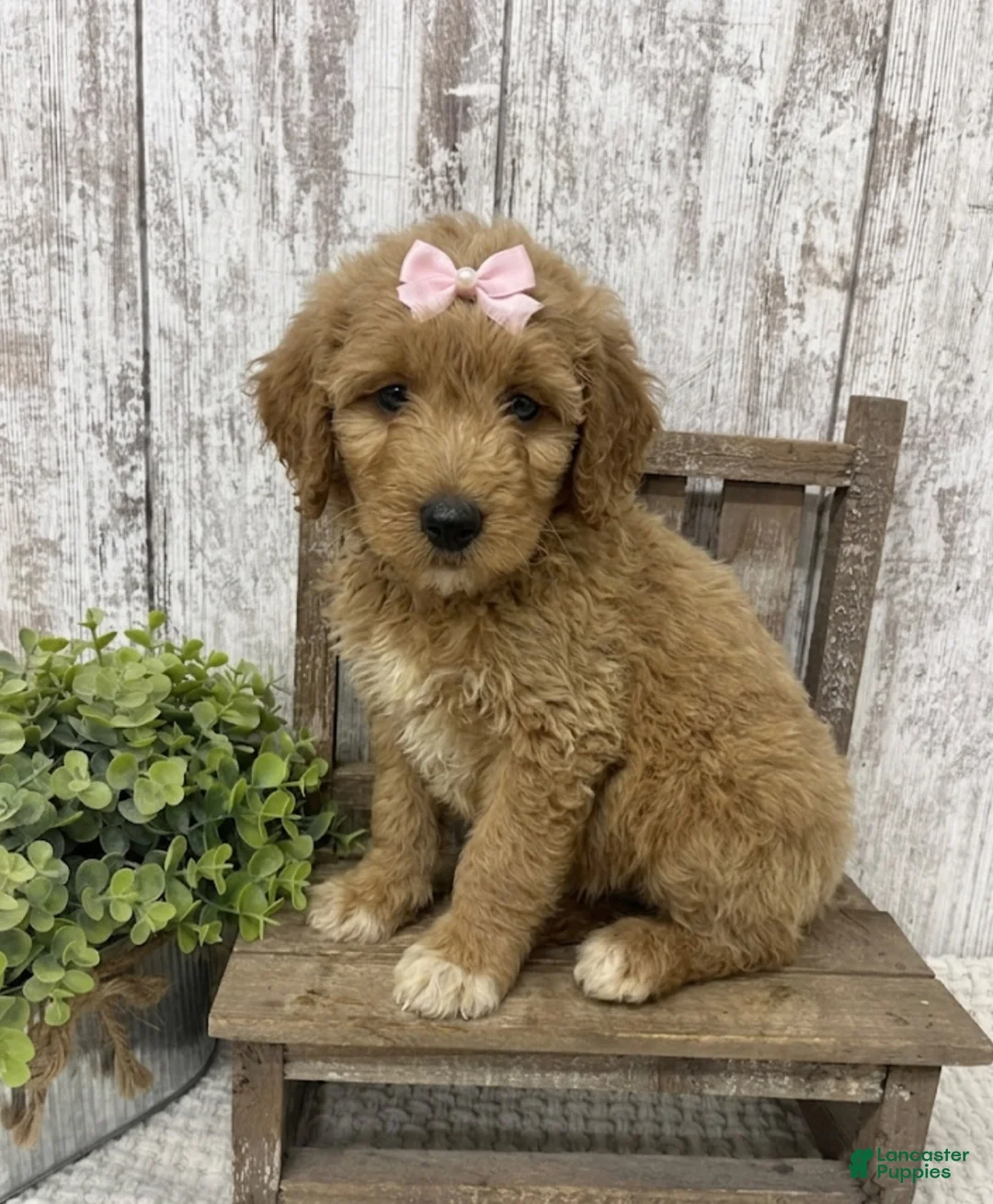 Goldendoodle dogs for sale: Goldendoodle 2 - Ad 1