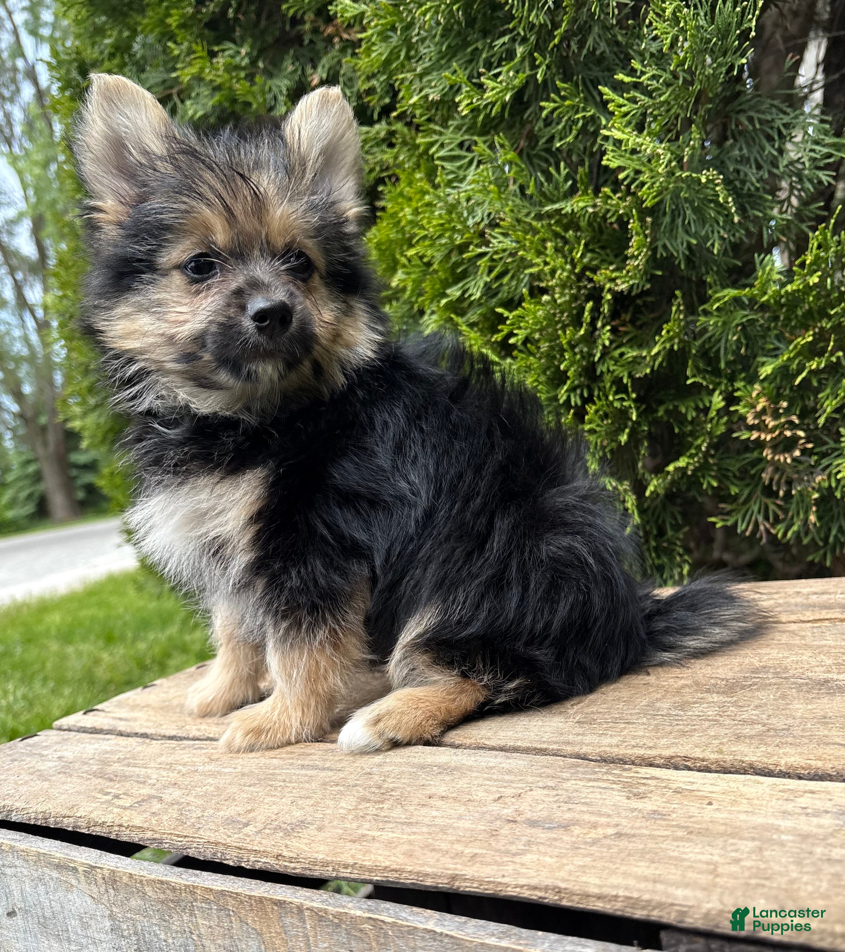 Mixed Breed dogs Rocco - Ad 2