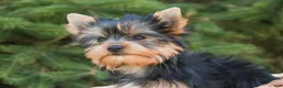 Yorkshire Terrier dogs for sale: Cheyenne - Ad 8