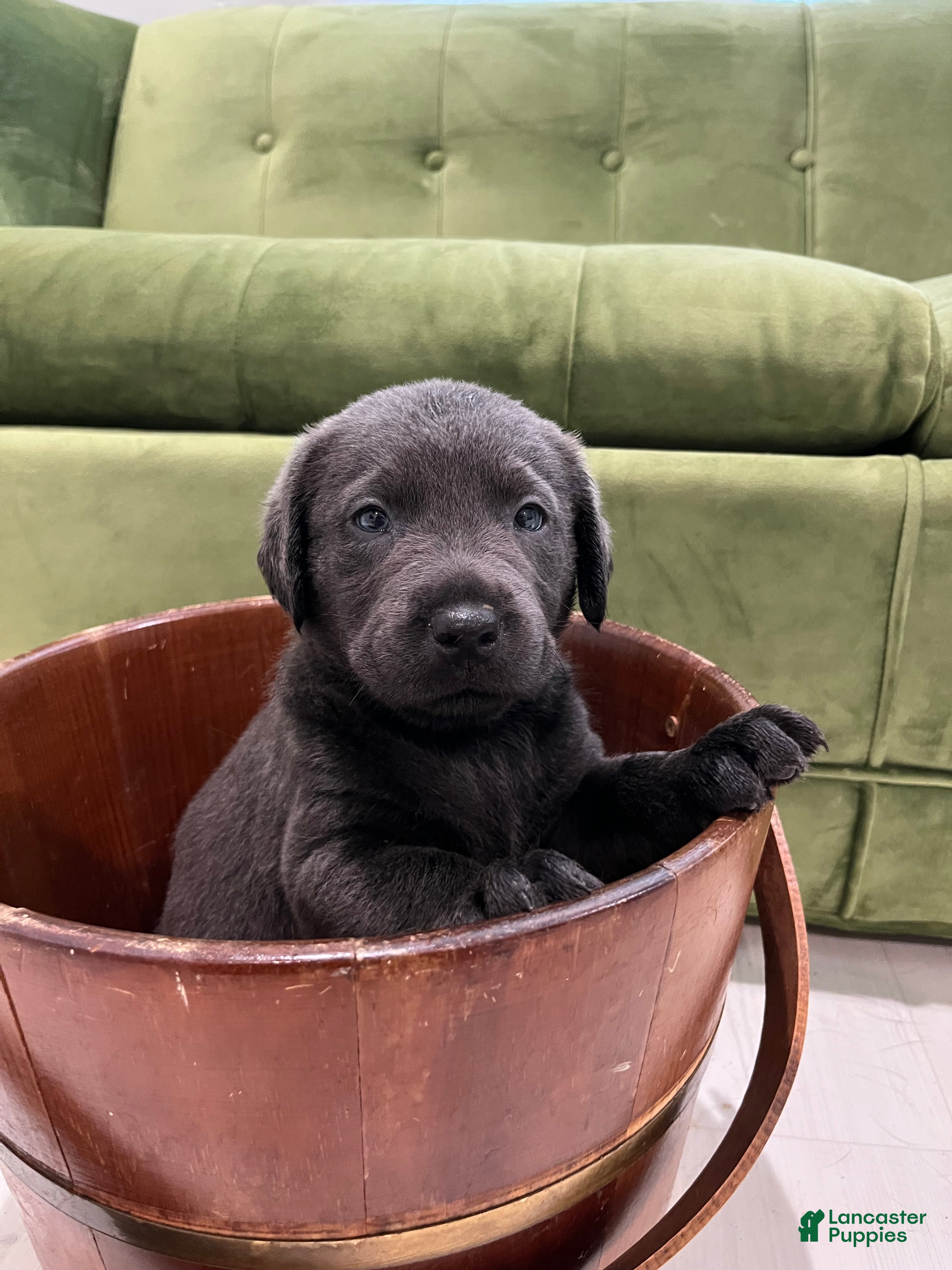 Labrador Retriever dogs Delta - Ad 38