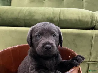 Labrador Retriever dogs Delta - Ad 38