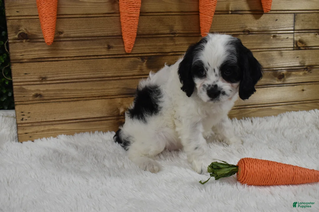 Cavapoo dogs for sale: Buttons - Ad 1
