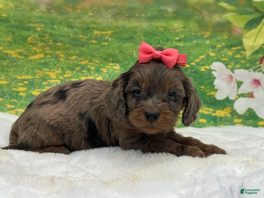 Cavapoo dogs for sale: Truffle - Ad 2