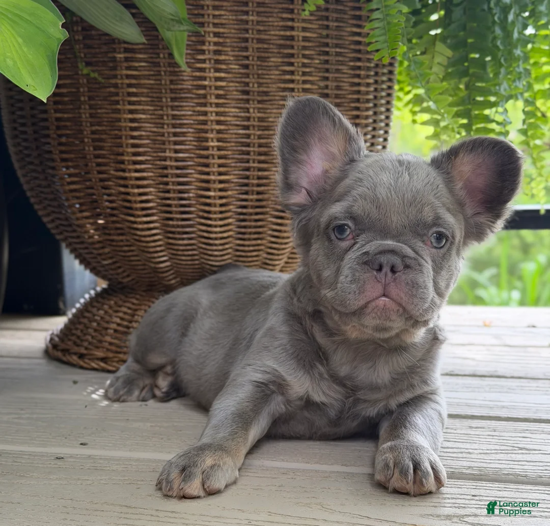 French Bulldog dogs for sale: Poppy  - Ad 2