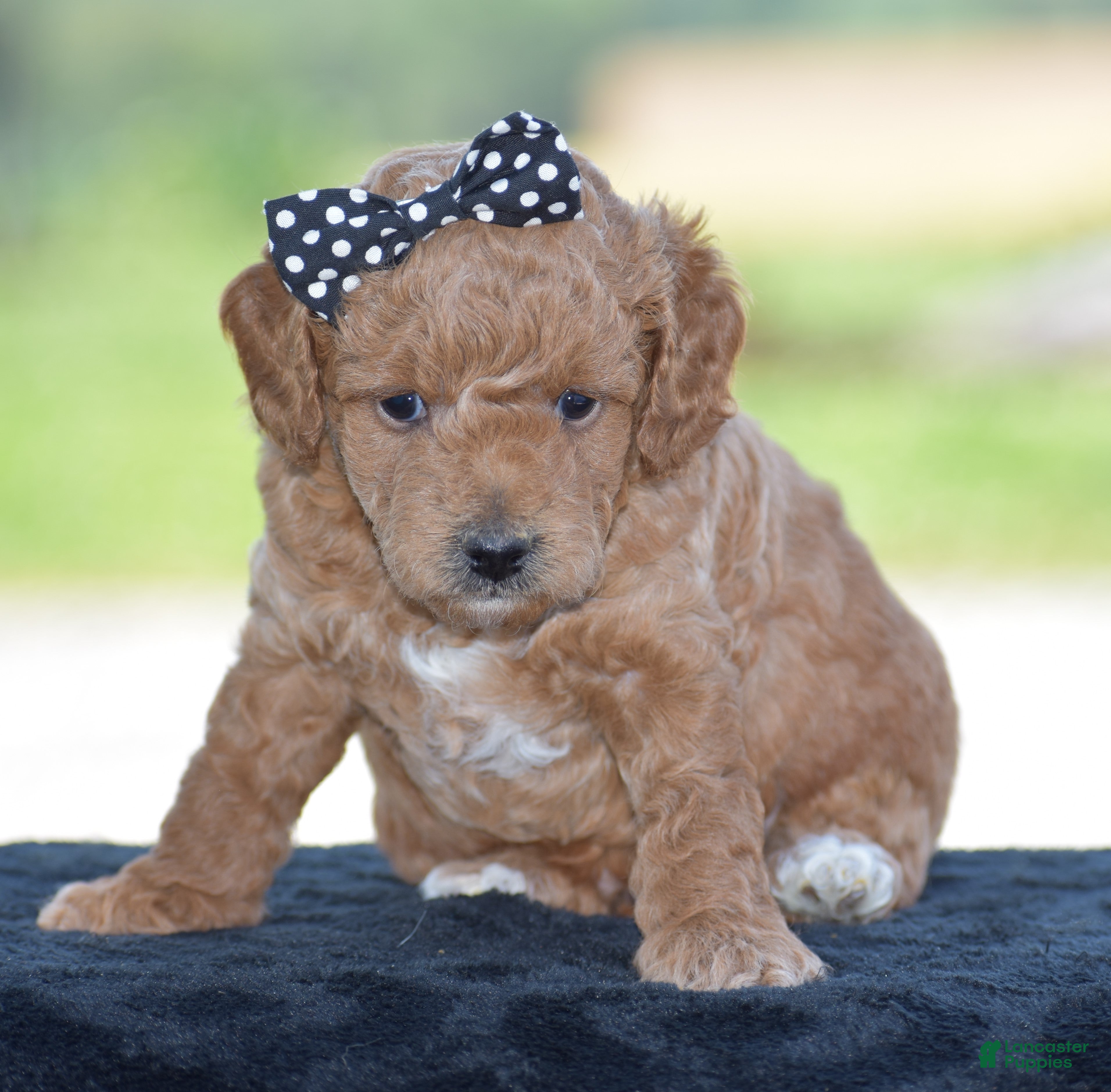 Miniature Poodle dogs Louie - Ad 2