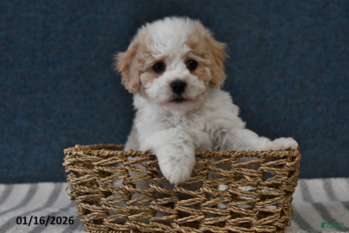 Cavachon dogs Logan - Ad 2