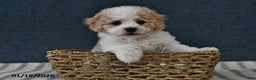 Cavachon dogs for sale: Logan - Ad 2