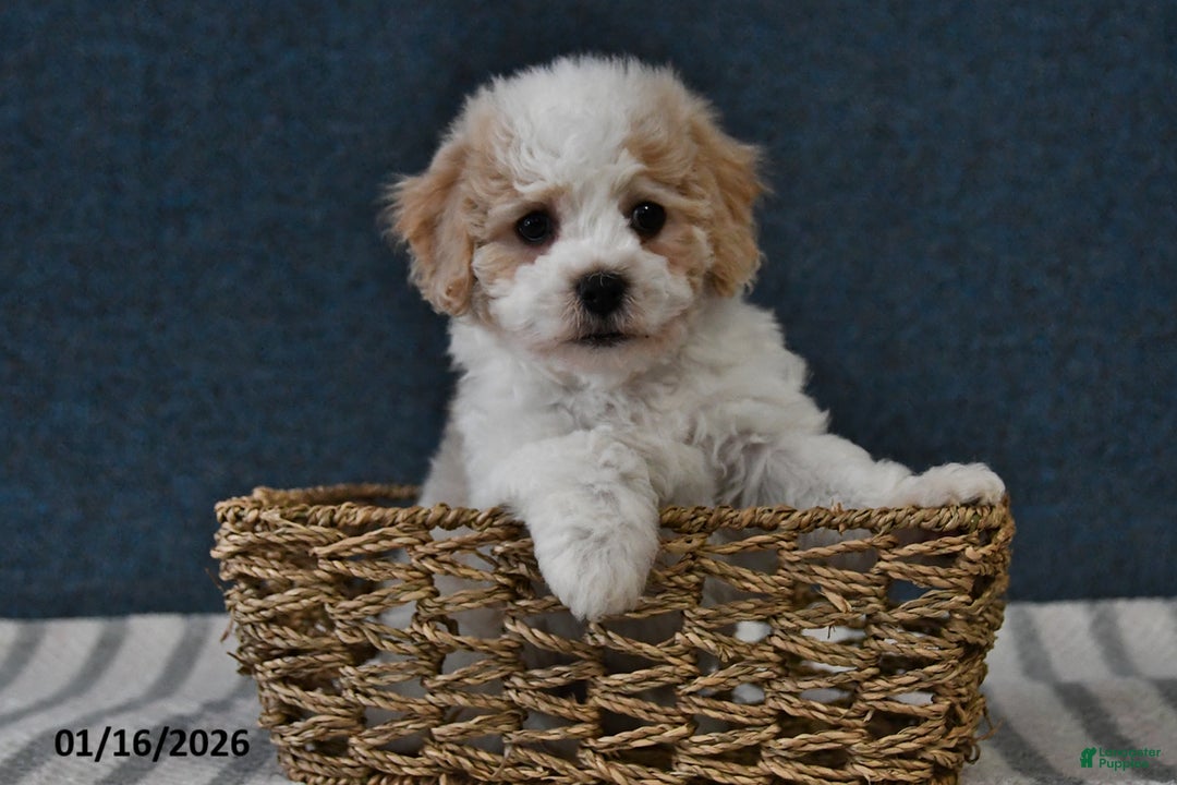 Cavachon dogs for sale: Logan - Ad 2