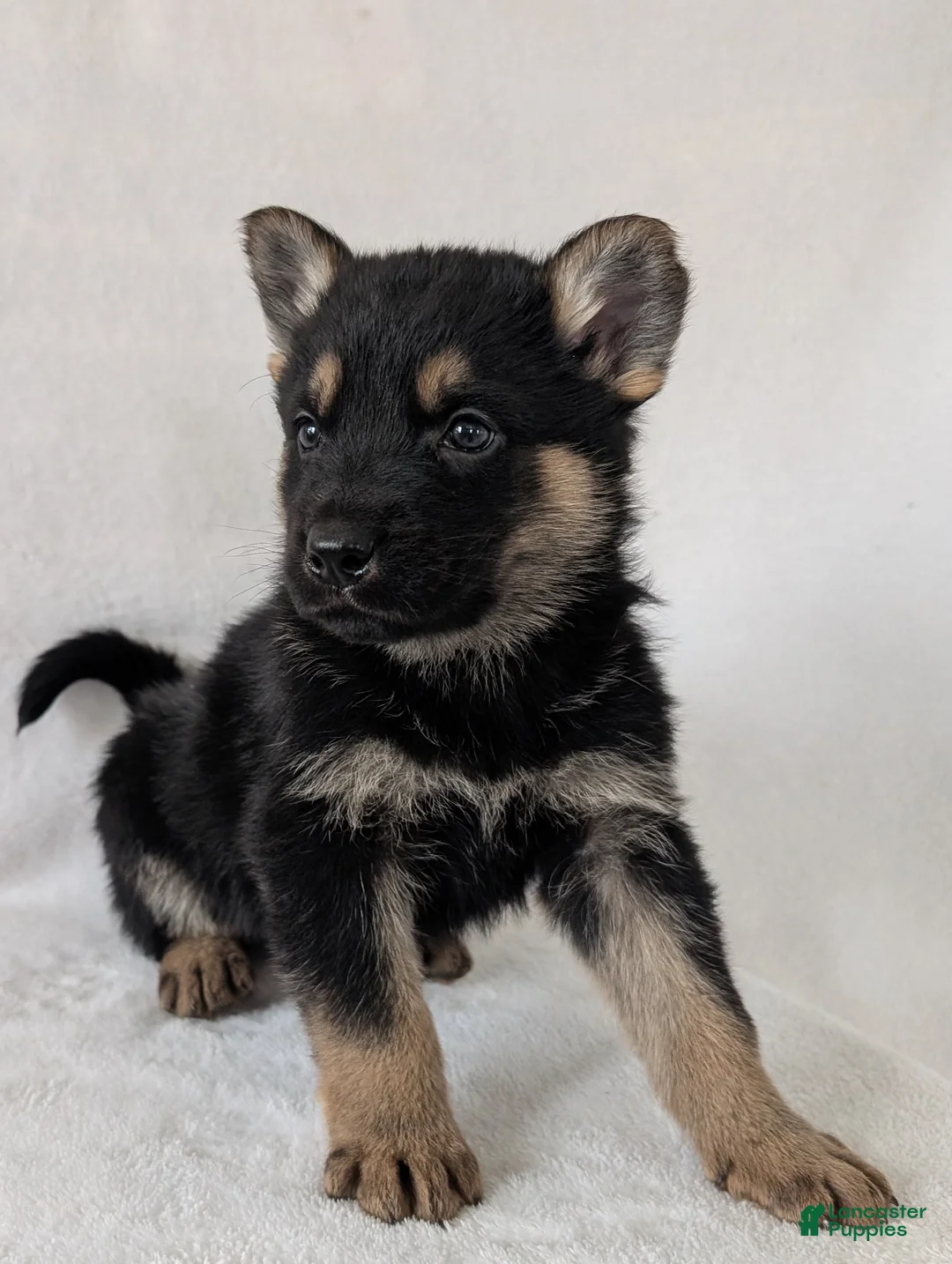 German Shepherd dogs for sale: Dillon  - Ad 8