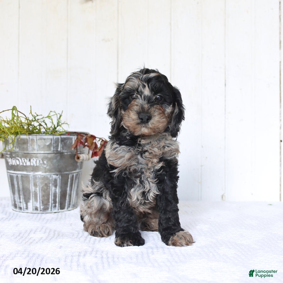 Cockapoo dogs Sierra - Ad 2