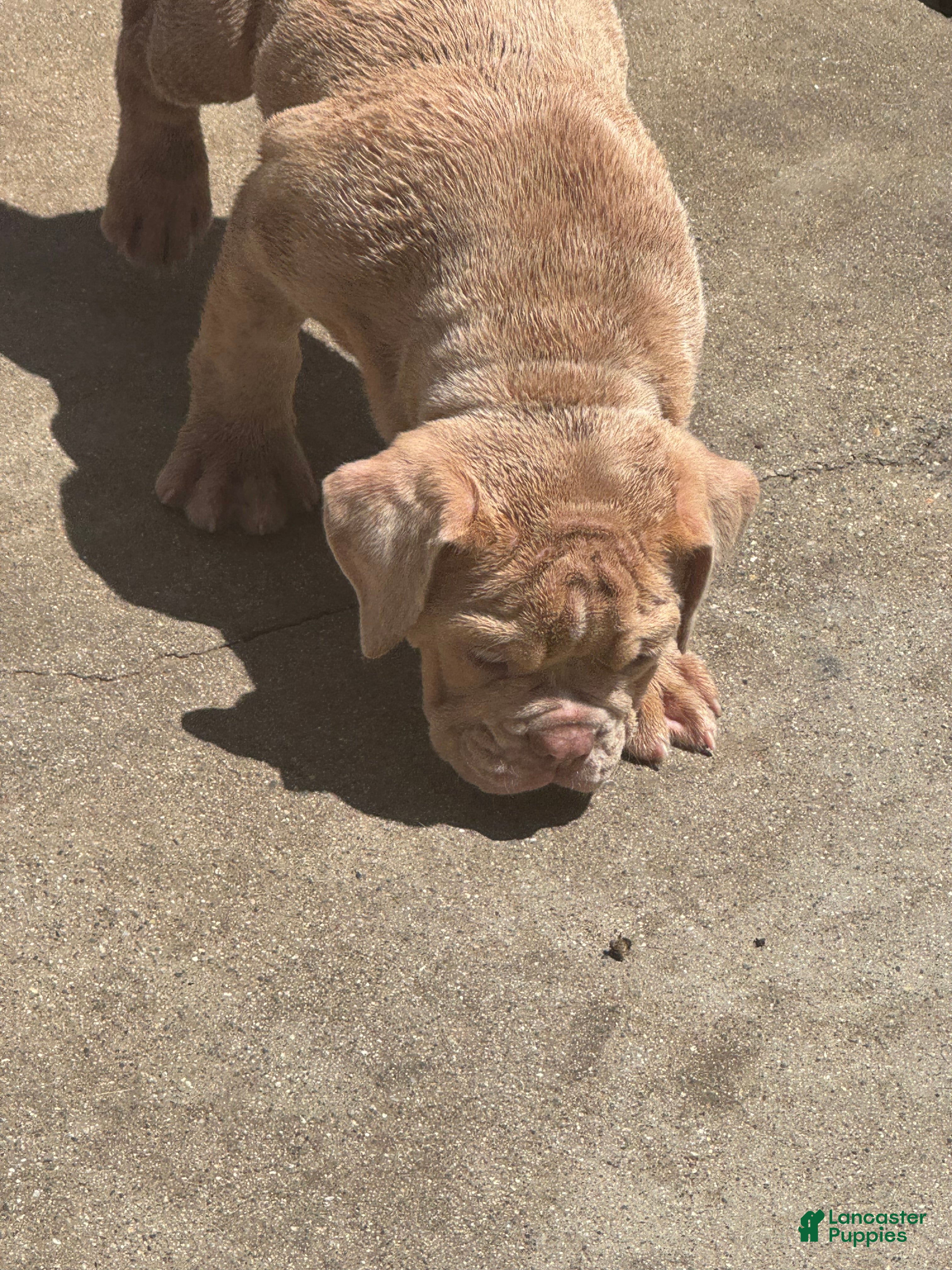 Olde English Bulldogge dogs Olde English Bulldogge 2 - Ad 13