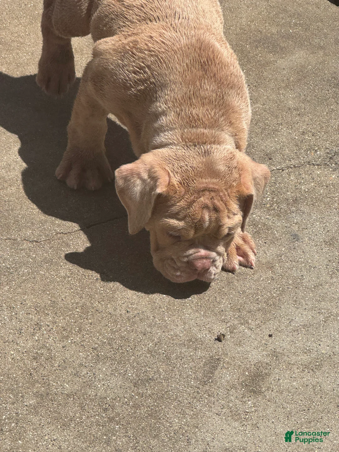 Olde English Bulldogge dogs for sale: Olde English Bulldogge 2 - Ad 1