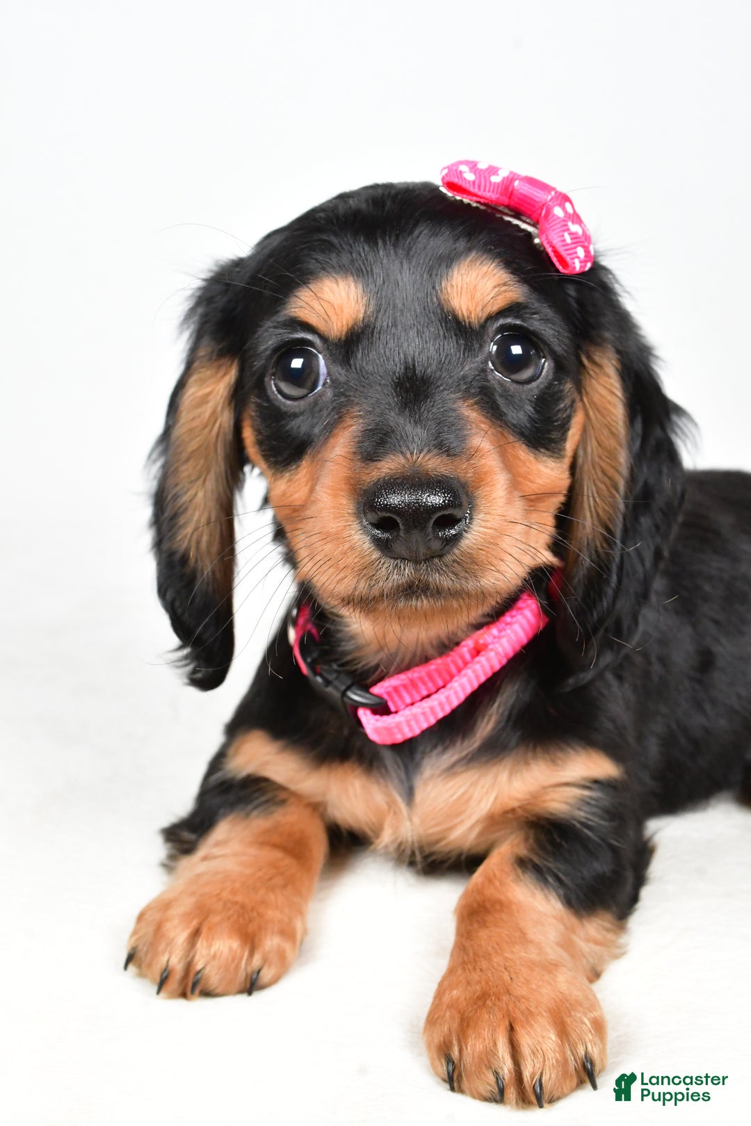 Miniature Dachshund dogs for sale: Kandra - Ad 3