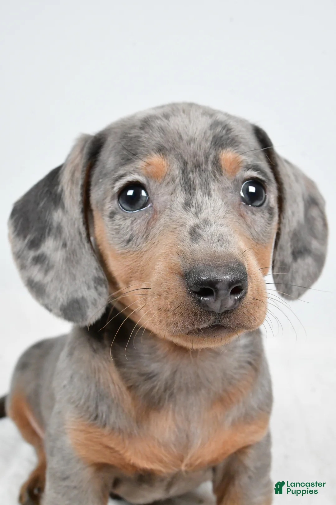 Dachshund dogs for sale: Cash - Ad 7