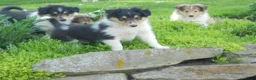 Collie dogs for sale: Agnes - Ad 3