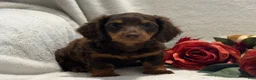 Miniature Dachshund dogs for sale: Polly - Ad 5