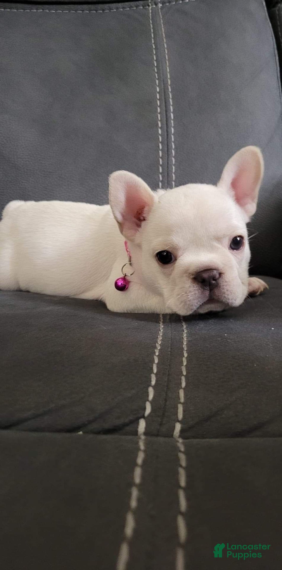 Gallery Image {{count}}