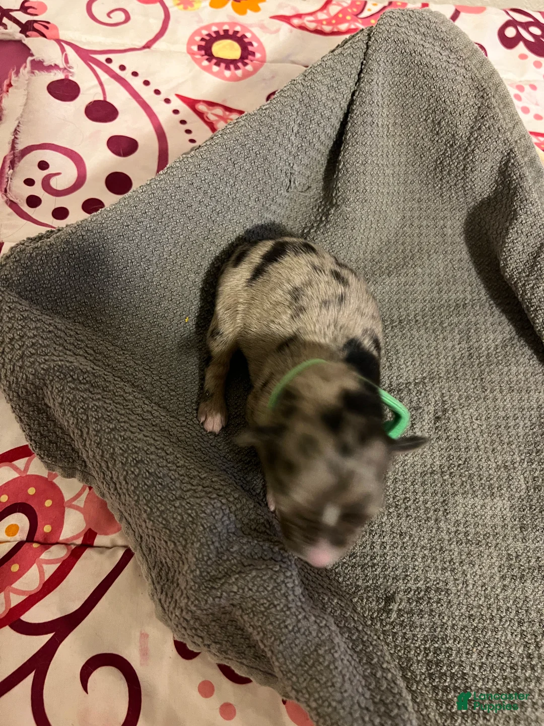 Mixed Breed dogs for sale: Green - Ad 2