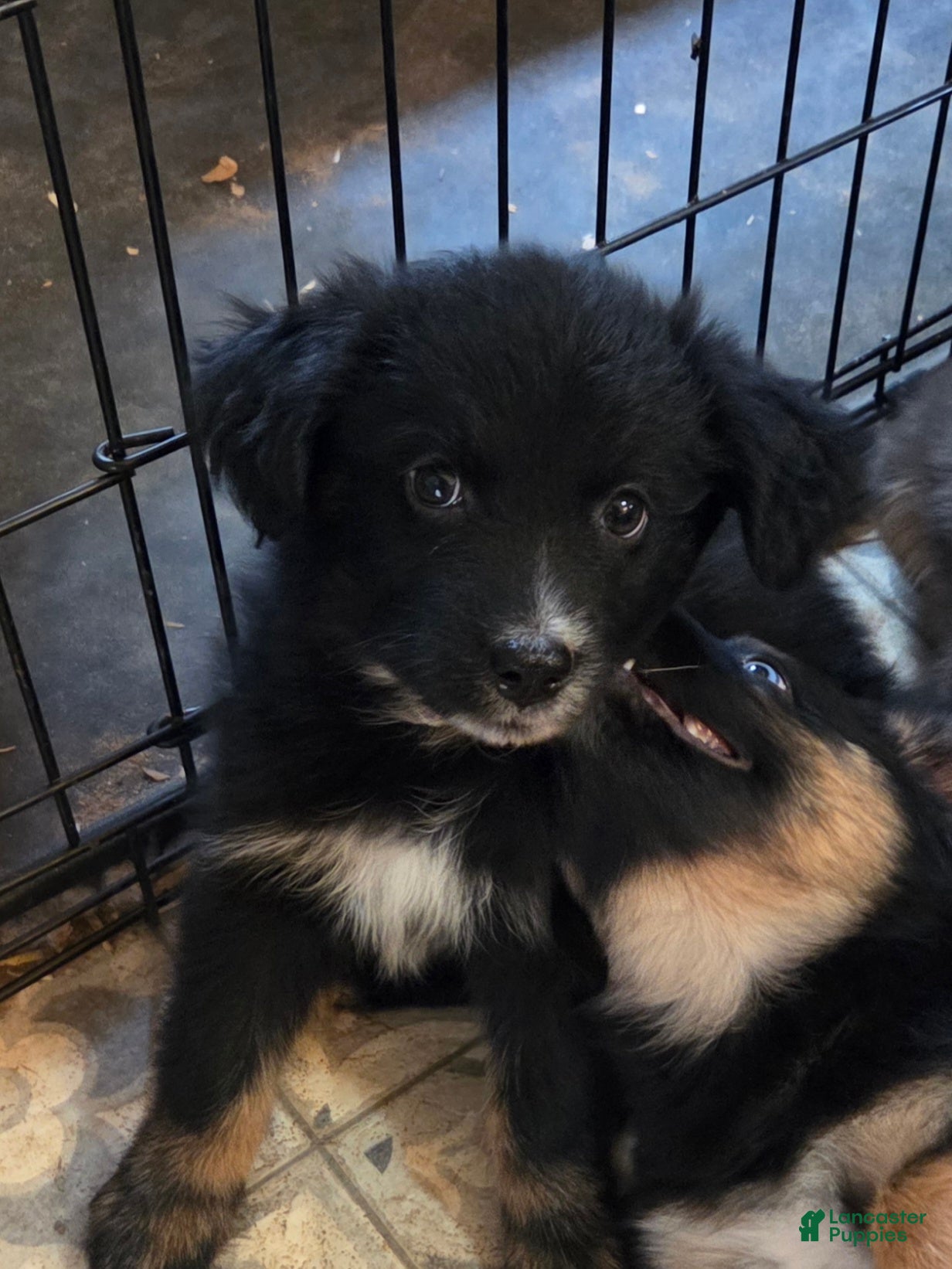 Australian Shepherd dogs Remi - Ad 6