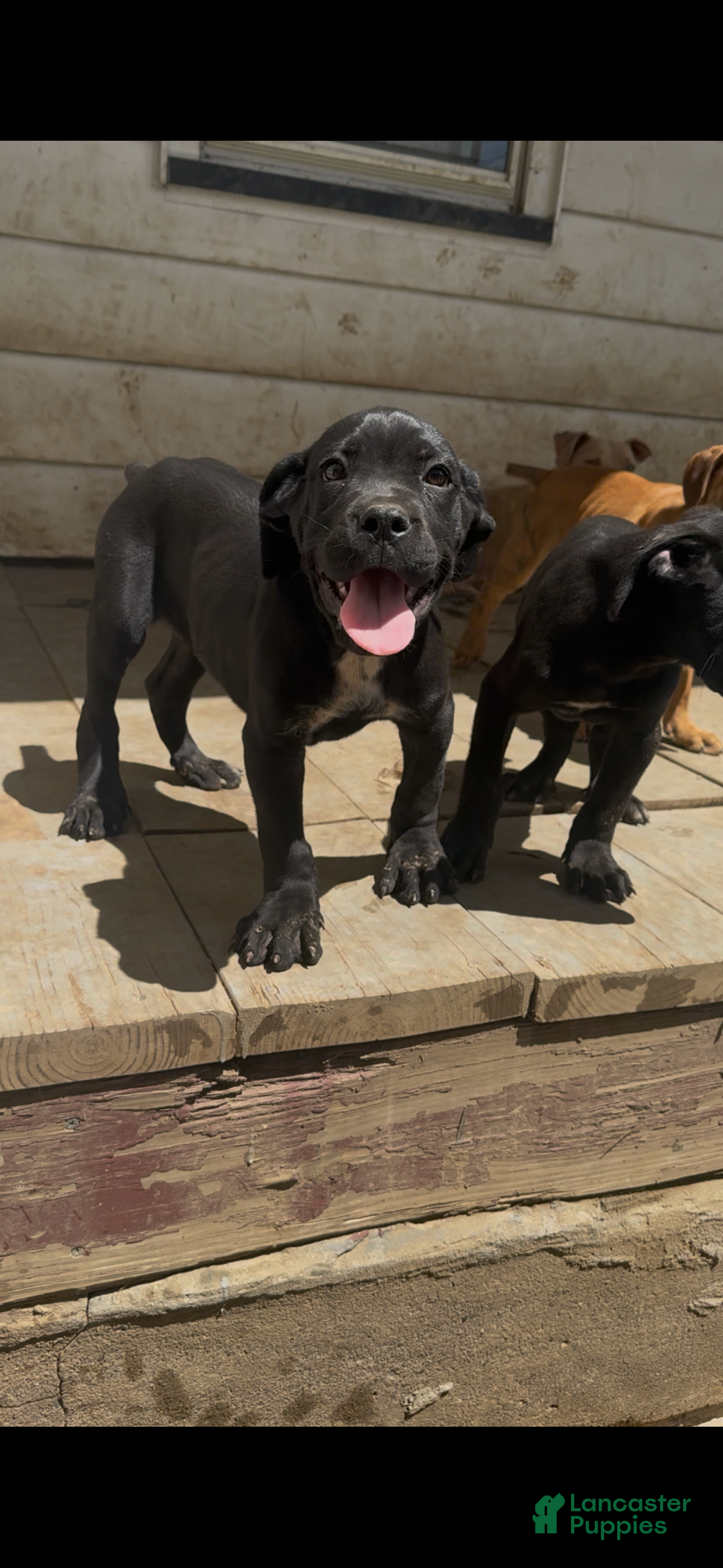 Cane Corso dogs Panther - Ad 1
