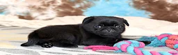 Pug dogs for sale: Greg - Ad 7