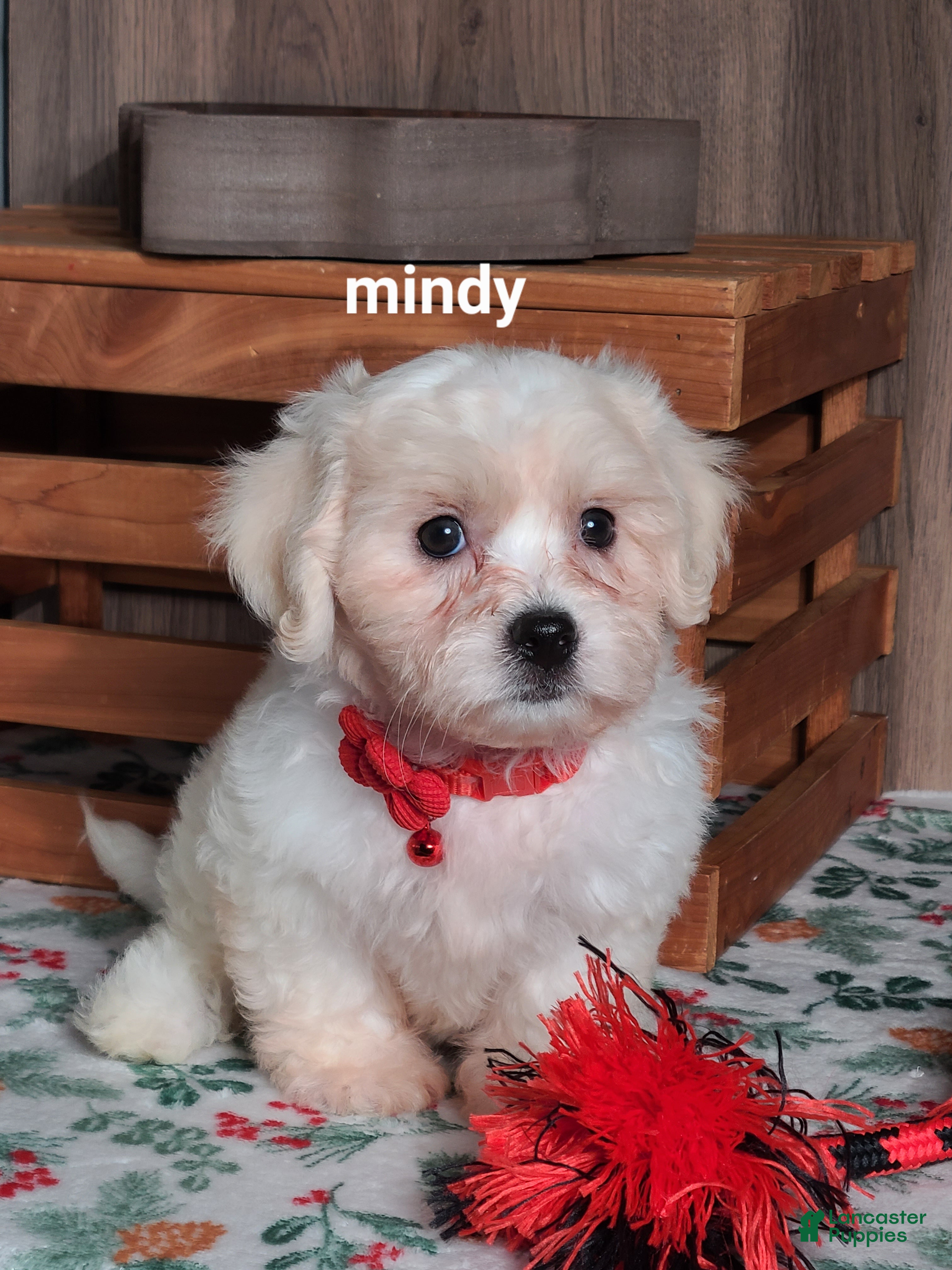 Teddy Bear dogs Mindy  - Ad 37