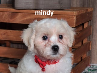 Teddy Bear dogs Mindy - Ad 1