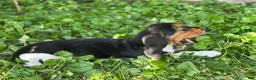 Basset Hound dogs for sale: Kimmie - Ad 12